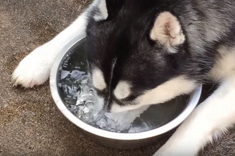 ブクブクブク...まるで人間の子どものように無邪気に遊ぶシベリアンハスキーが面白い！