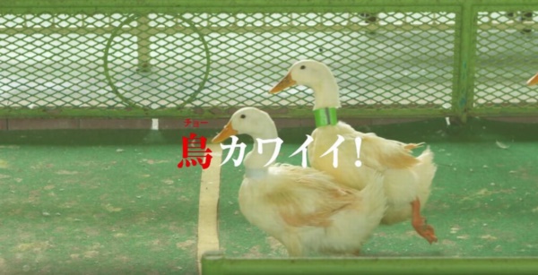 fd300016r