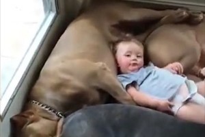 【動画】ぎゅうぎゅうだけど…赤ちゃんを優しく受け入れる4匹のピットブル