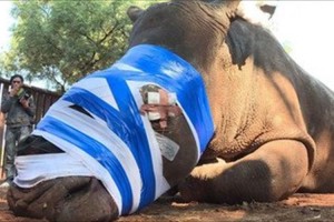 「痛々しい…本当に許せない」角を目当てにしたサイの密猟が止まない 南アフリカ