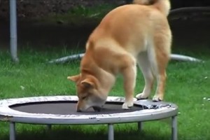 【動画】トランポリンの弾む感覚に戸惑ったのか、困り顔を連発する柴犬がカワイイ