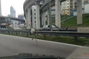 【動画】一瞬、目を疑った…道路を走っていたら、ダチョウが走っていた!