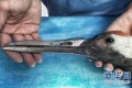 折れたくちばしをチタン合金で復活したタンチョウヅルのロボ感がカッコ良い!