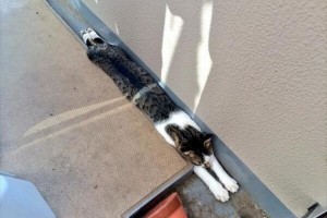 暑い日にウチの猫がベランダから戻ってこないな～と心配していたらこんなことになっていた