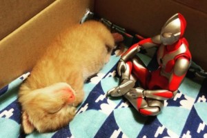 仔猫のときからずっと成長を見守るウルトラマン、とても感慨深い