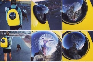 宇宙飛行士のネコさんがかわいい！海外でペット用キャリーバッグが大流行中