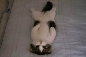 【萌えキュン注意】静かになったと思って寝室を覗いてみると...