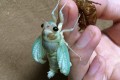 まるでアメジストみたい。幼虫から羽化し始めて旅立つセミの姿を見守った投稿に感動！