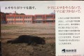 「エサやりがクマを殺す。」観光客が与えた1本のソーセージで悲しい最後となった熊の悲劇