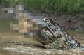 超高速食物連鎖!魚が大きな魚に食べられ、そのままワニに丸飲みされる瞬間