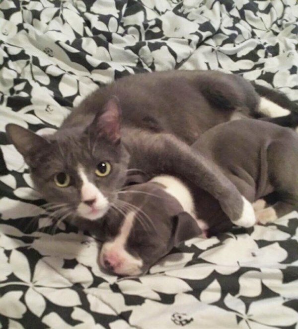 brother-from-another-mother-similar-animals-26-5788e4bc02b61__605r