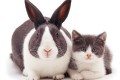 まるで兄弟みたい!?別の動物だけど並んでみたら見た目がことごとく似ている