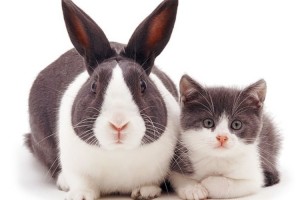 まるで兄弟みたい！？別の動物だけど並んでみたら見た目がことごとく似ている