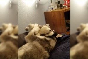 「どうして遊んでくれないの？」ハスキー犬が自分とそっくりなぬいぐるみに抱く感情