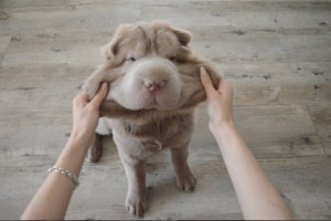 口のところ触ってみたい！ぷにぷにモフモフのワンコが可愛らしい