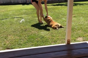 「暑すぎてもう動きたくないよ～!」夏でバテバテな動物たち【10選】