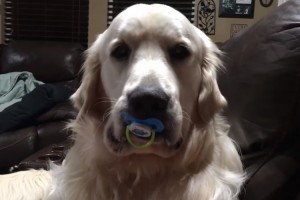 まるで赤ちゃんみたい！おしゃぶりが手放せないワンちゃんの行動に萌える～