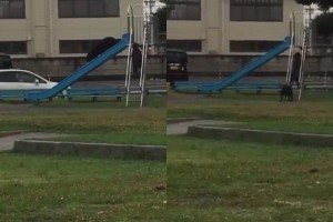 完全に楽しんでいる！２匹の犬が公園ですべり台で遊んでいる平和な光景