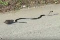 うちの子を返せ!ヘビにさらわれた我が子を決死の覚悟で取り戻す母ネズミ