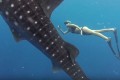 美女に迫りくる巨大ジンベエザメ、優雅な共演の映像がコワ美しい