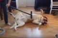 「どうにでもして~」超大型犬セントバーナードが掃除機に吸われてうっとり