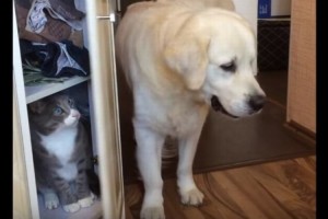 【6秒映像】棚に潜んでいたネコ、何も知らないワンコに閉じ込められる事件発生