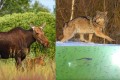 あれから30年…チェルノブイリは動物の楽園に 放射線よりも人間の存在が害だった