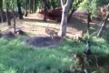 【動画】動物園のライオン舎に酔っ払いの男が侵入する騒動が発生! 非難の声多数