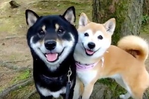 【動画】なんちゅう可愛さ! ほっぺをくっつけてスマイル♪飼い主の方が興奮!?