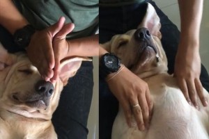 【動画】極楽だワン♪至れり尽くせりのタイ式マッサージでワンコが“骨抜き状態”