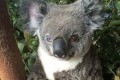 左右の瞳の色が異なるコアラ! それが理由で世界的ロックスターの名がつけられる!