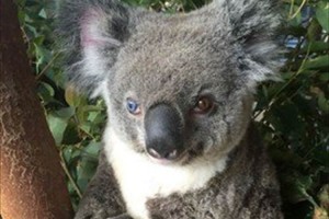 左右の瞳の色が異なるコアラ! それが理由で世界的ロックスターの名がつけられる!