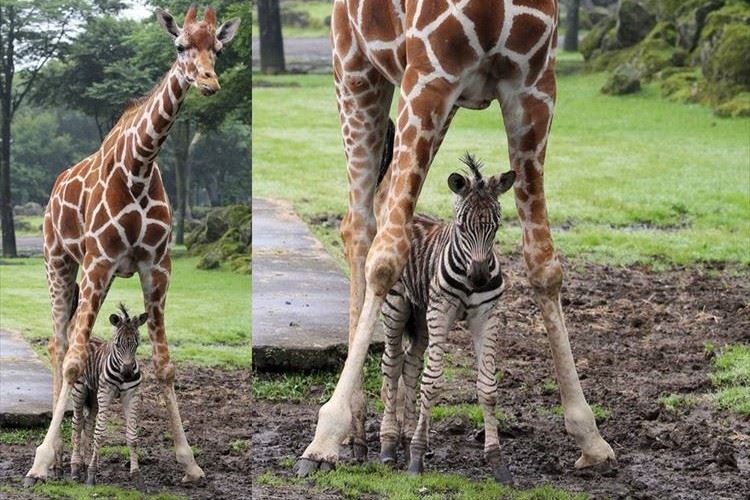 「なんて優しいんだ」突然の雨 シマウマの赤ちゃんを守るためのキリンの行動