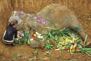 60年間虐待され続けたゾウ・・・保護されるも、衰弱がひどく1ヶ月で天国へ