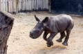 予想外のかわいさ!サイの子どもが名前を呼ばれると走って駆け寄る姿がまるで大型犬みたい