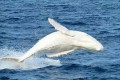 【超貴重】オーストラリアで目撃された幻の真っ白なクジラの姿が神々しい!!
