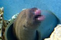 【驚愕】え、アナゴさんですか!?たらこ唇のウツボが話題に!!
