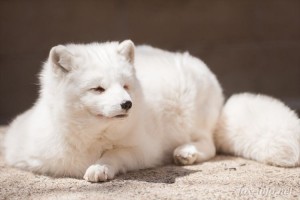 貴重でカワイイ～！宮城で通年白毛のホッキョクギツネの子供が10年ぶりに誕生！