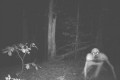 【怖い】森の中の無人カメラに映った15のモノ