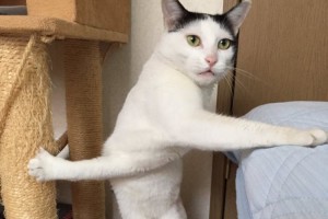 左右同時に爪が引っかかってしまった猫ちゃんがなんとも言えない顔でこっちを見ている