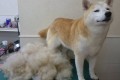 こんなに抜けちゃった!すっきりしてご満悦の柴犬さんのビフォーアフター