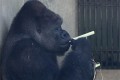 イケメン過ぎるゴリラ“シャバーニ”さん、タバコをふかしているように見えるけど。