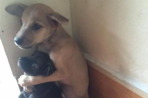 身寄りのない捨て犬がさらに小さな犬を抱きしめる姿にホーチミンの修行僧が救いの手を