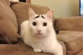 なんか困ってる~!?"まゆげ猫のサム"がチャーミングすぎて萌える!