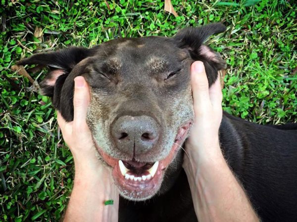 dog-cancer-road-trip-bella-robert-kugler-1r