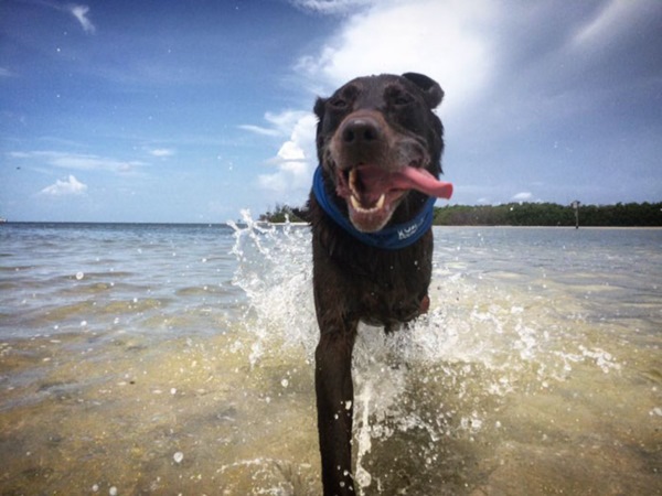dog-cancer-road-trip-bella-robert-kugler-8r