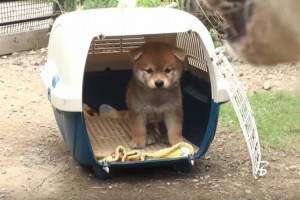 【動画】生後45日の柴犬の子どもが初めてのお庭♪17歳のお婆ちゃん犬が優しく連れ出してくれる