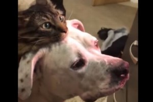 新しく家族になったトカゲの様子を見にきた犬猫コンビ「どれどれ、どんなヤツかな」