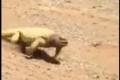 「アチアチアッチー！！」トカゲの全力疾走！必死さが伝わる動画がカワイイ！