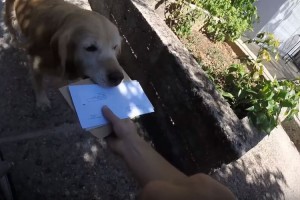 「お手紙、ちょうだい♪」郵便屋さんをお出迎えするゴールデンが激カワで魔女の宅急便を思い出す！